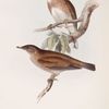 Pallid Thrush 