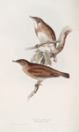 Pallid Thrush 