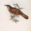White's Thrush 