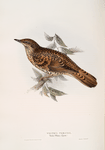 White's Thrush 