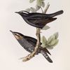 Siberian Thrush 