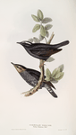 Siberian Thrush 