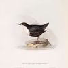 Black-bellied Water Ouzel 