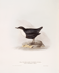 Black-bellied Water Ouzel 