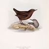 Pallas's Water Ouzel 