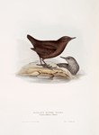 Pallas's Water Ouzel 