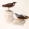 Rock Thrush 