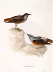 Rock Thrush 