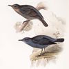 Blue Thrush 