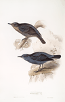 Blue Thrush 