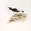 Pied Wheatear 