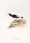Pied Wheatear 