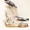 Wheatear 