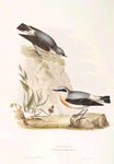 Wheatear 