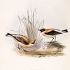 Russet Wheatear 