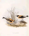 Russet Wheatear 