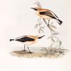 Black-eared Wheatear 