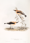 Black-eared Wheatear 