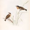 Whinchat 
