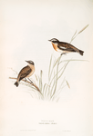 Whinchat 