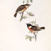 Stonechat 