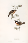 Stonechat 