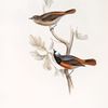 Redstart 