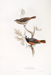 Redstart 