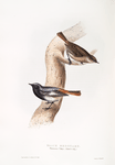 Black Redstart 