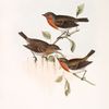 Robin 