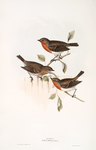 Robin 