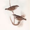 Alpine Accentor 