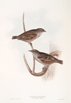 Alpine Accentor 