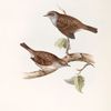 Hedge Accentor 