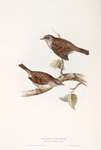 Hedge Accentor 