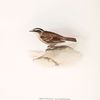 Mountain Accentor 