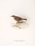 Mountain Accentor 