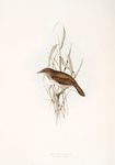 Reed Locustelle 