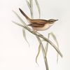 Great Sedge Warbler 