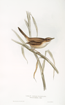 Great Sedge Warbler 