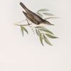 Olive Tree Salicaria 