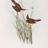 Reed Warbler 