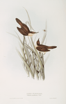 Reed Warbler 