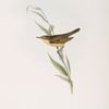 Marsh Warbler 