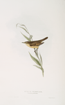 Marsh Warbler 