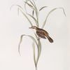 Sedge Warbler 