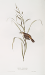 Sedge Warbler 