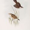 Moustached Warbler; Aquatic Warbler 