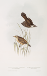 Moustached Warbler; Aquatic Warbler 