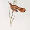 Rufous Sedge Warbler 